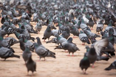A flock of pigeons in the street